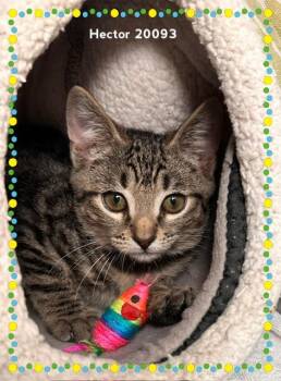 HECTOR -  Domestic Short Hair Cat for Adoption in Marietta, Georgia - HECTOR | PetCurious