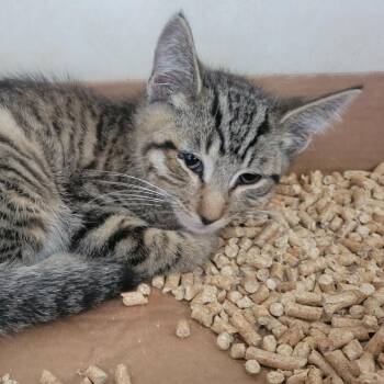 WAGS-Stray-22443 -  Domestic Short Hair Cat for Adoption in Westminster, California - WAGS-Stray-22443 | PetCurious