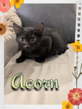 Acorn -  Domestic Short Hair Cat for Adoption - Acorn | PetCurious