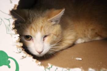 Domestic Short Hair Cats Available for Adoption - Pete | PetCurious