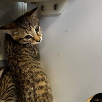 Tom -  Domestic Short Hair Cat for Adoption in Pawling, New York - Tom | PetCurious