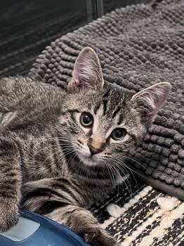 Timmy (bonded with Tilly) -  Domestic Short Hair Cat for Adoption in Sandy Springs, Georgia - Timmy (bonded With Tilly) | PetCurious