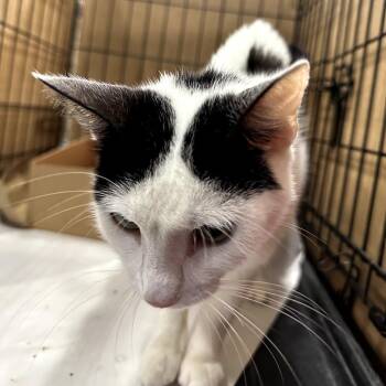 Zara -  Domestic Short Hair Cat for Adoption in New York, New York - Zara | PetCurious