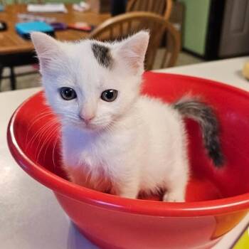 Cream -  Domestic Short Hair Cat for Adoption in Mentor, Ohio - Cream | PetCurious