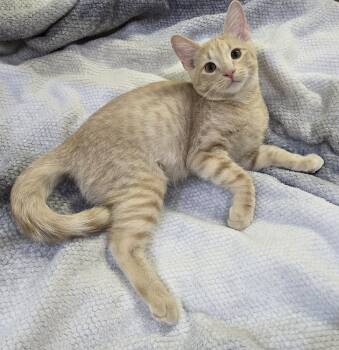 Grizzlor -  Domestic Short Hair Cat for Adoption in Saint Charles, Missouri - Grizzlor | PetCurious