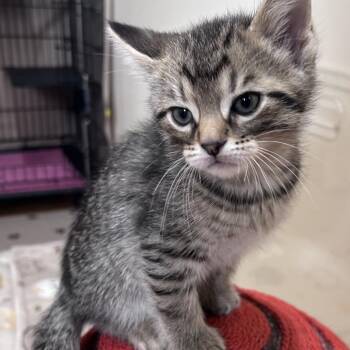 Alfredo -  Domestic Short Hair Cat Available for Adoption in Bloomington, Illinois - Alfredo | PetCurious