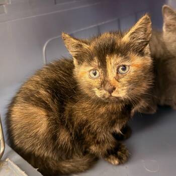 Domestic Medium Hair Cats Available for Adoption in Indianapolis, Indiana - Mila | PetCurious
