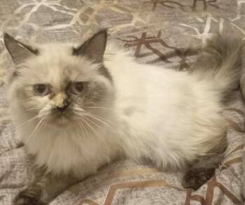 Hola -  Ragdoll and Himalayan Cat for Adoption in Brampton, Ontario - Hola | PetCurious