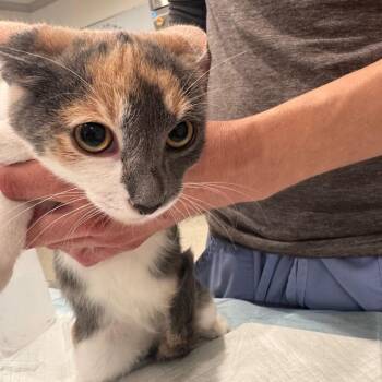 Japanese Breakfast -  Domestic Short Hair Cat for Adoption in San Antonio, Texas - Japanese Breakfast | PetCurious