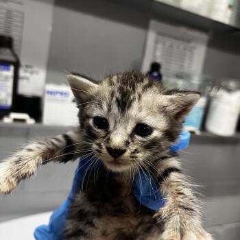 Taylor -  Domestic Short Hair Cat for Adoption in Summerville, South Carolina - Taylor | PetCurious