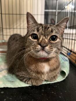 American Shorthair Cats Available for Adoption in Gaithersburg, Maryland - Kiwi | PetCurious