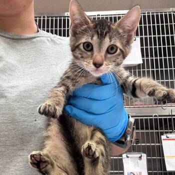 Maple 26-06-121 -  Domestic Short Hair Cat for Adoption in Bastrop, Texas - Maple 26-06-121 | PetCurious