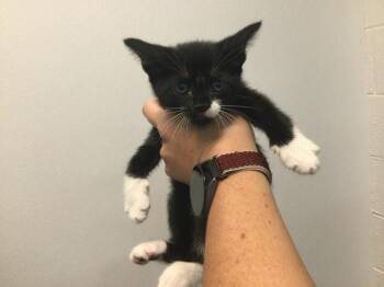 Domestic Short Hair Cats Available for Adoption - NIGHTBANE | PetCurious