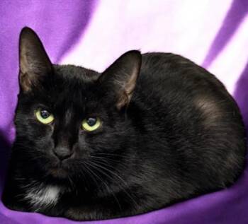 Rescue Domestic Short Hair Cats for Adoption in Morton Grove, Illinois - Natalie Portman | PetCurious