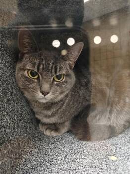 Luna -  Domestic Short Hair Cat for Adoption in Greenfield, Indiana - Luna | PetCurious