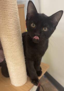 Percy (the gentle soul) -  Bombay and Domestic Short Hair Cat for Adoption in Houston, Texas - Percy (the Gentle Soul) | PetCurious