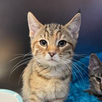 Local Crypt -  Domestic Short Hair Cat for Adoption in York, Pennsylvania - Local Crypt | PetCurious
