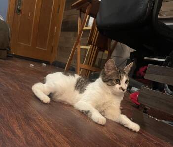 Domestic Short Hair Cats Available for Adoption - Punkie - Playful And Affectionate Kitten | PetCurious