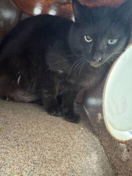 Domestic Medium Hair and Domestic Short Hair Cats Available for Adoption in Sevierville, Tennessee - Bingo | PetCurious