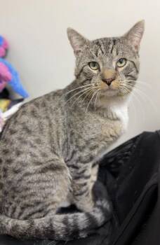 Tommy -  Domestic Short Hair Cat for Adoption in Bemidji, Minnesota - Tommy | PetCurious