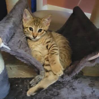 Mandarin -  Domestic Short Hair Cat for Adoption in Hilton, New York - Mandarin | PetCurious