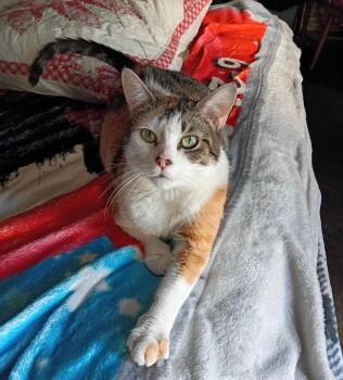 Miley (super sweet) -  Calico Cat for Adoption in Killingly, Connecticut - Miley (super Sweet) | PetCurious