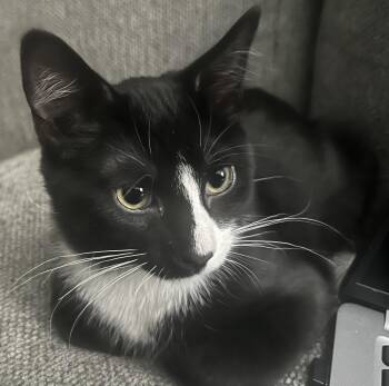 ACE -  Domestic Short Hair Cat for Adoption in Northfield, Ohio - ACE | PetCurious
