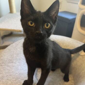 Cappuccino -  Domestic Short Hair Cat for Adoption in Duluth, Georgia - Cappuccino | PetCurious