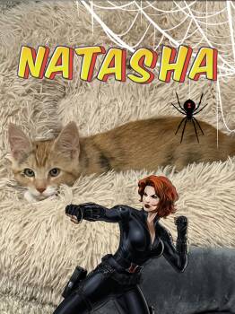 Natasha -  Domestic Short Hair Cat for Adoption in Ferndale, Michigan - Natasha | PetCurious