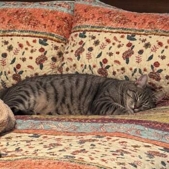 Tiger Lilly -  Domestic Short Hair Cat for Adoption in Jupiter, Florida - Tiger Lilly | PetCurious