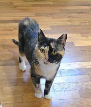 Winifred -  Calico Cat for Adoption in Vancouver, Washington - Winifred | PetCurious