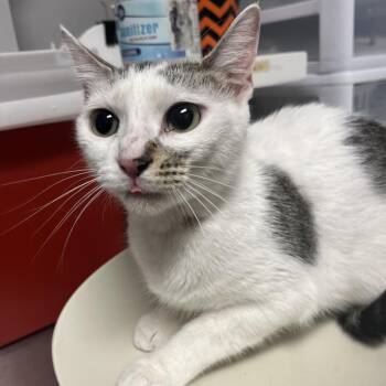 Betsy -  Domestic Medium Hair Cat for Adoption in Chattanooga, Tennessee - Betsy | PetCurious