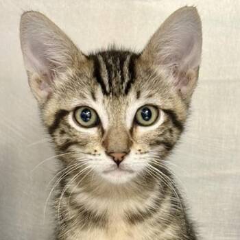 Cricket -  Domestic Short Hair and Siamese Cat for Adoption in Sacramento, California - Cricket | PetCurious