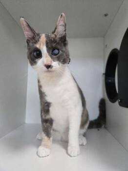 Debbie -  Domestic Short Hair Cat for Adoption in Savannah, Georgia - Debbie | PetCurious