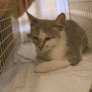 Oregano -  Domestic Short Hair Cat for Adoption in Los Angeles, California - Oregano | PetCurious