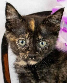 Domestic Short Hair and Tortoiseshell Cats Available for Adoption in Kennesaw, Georgia - Pennywise | PetCurious