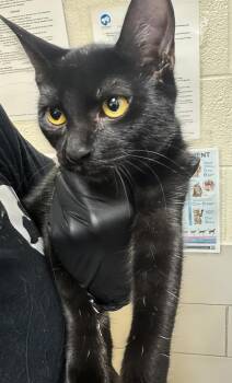 Raven -  Domestic Short Hair Cat for Adoption in Nashville, Tennessee - Raven | PetCurious