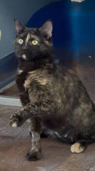 Domestic Short Hair Cats Available for Adoption in Milltown, New Jersey - Fizzy | PetCurious