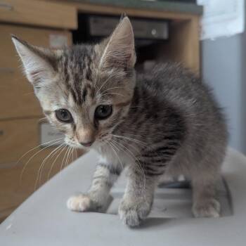Minuet -  Domestic Short Hair Cat for Adoption in Evansville, Indiana - Minuet | PetCurious