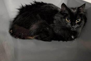 Domestic Long Hair Cats Available for Adoption - Jellybean | PetCurious