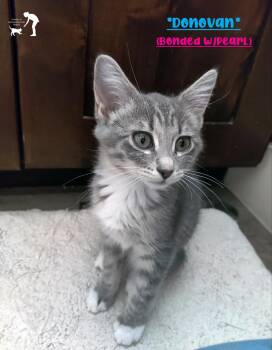 Donovan (Bonded w/Pearl) -  Domestic Short Hair Cat for Adoption in Centerville, Utah - Donovan (Bonded W/Pearl) | PetCurious