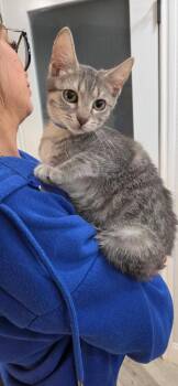 Seth -  Domestic Short Hair Cat for Adoption in San Antonio, Texas - Seth | PetCurious