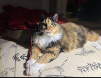 Domestic Long Hair Cats Available for Adoption - Gemma | PetCurious