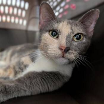 Firefly -  Domestic Short Hair Cat for Adoption in Houston, Texas - Firefly | PetCurious