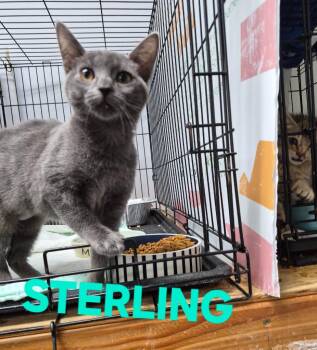 Sterling -  Domestic Short Hair Cat Available for Adoption in Rome, Georgia - Sterling | PetCurious