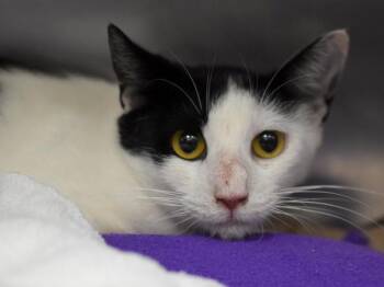 Domestic Short Hair Cats Available for Adoption in Portland, Oregon - Luna Nova | PetCurious