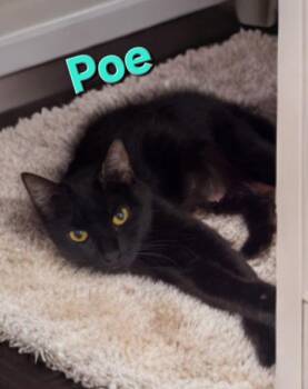 Domestic Short Hair Cats Available for Adoption in Jim Thorpe, Pennsylvania - Poe | PetCurious