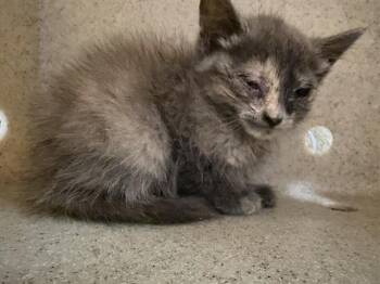 GINA -  Domestic Short Hair Cat for Adoption in Riverside, California - GINA | PetCurious