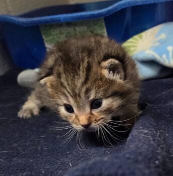 Latte -  Domestic Short Hair Cat for Adoption in Muskegon, Michigan - Latte | PetCurious