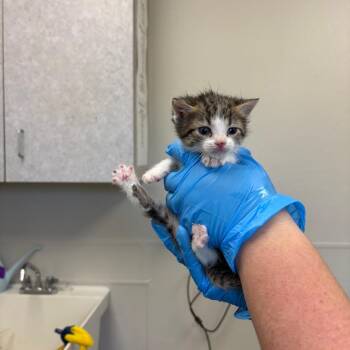 The Riddler -  Domestic Short Hair Cat for Adoption in Columbiana, Alabama - The Riddler | PetCurious